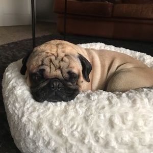 Meet your Posher, Leda